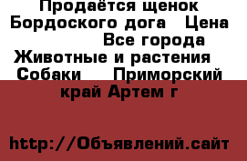 Продаётся щенок Бордоского дога › Цена ­ 37 000 - Все города Животные и растения » Собаки   . Приморский край,Артем г.